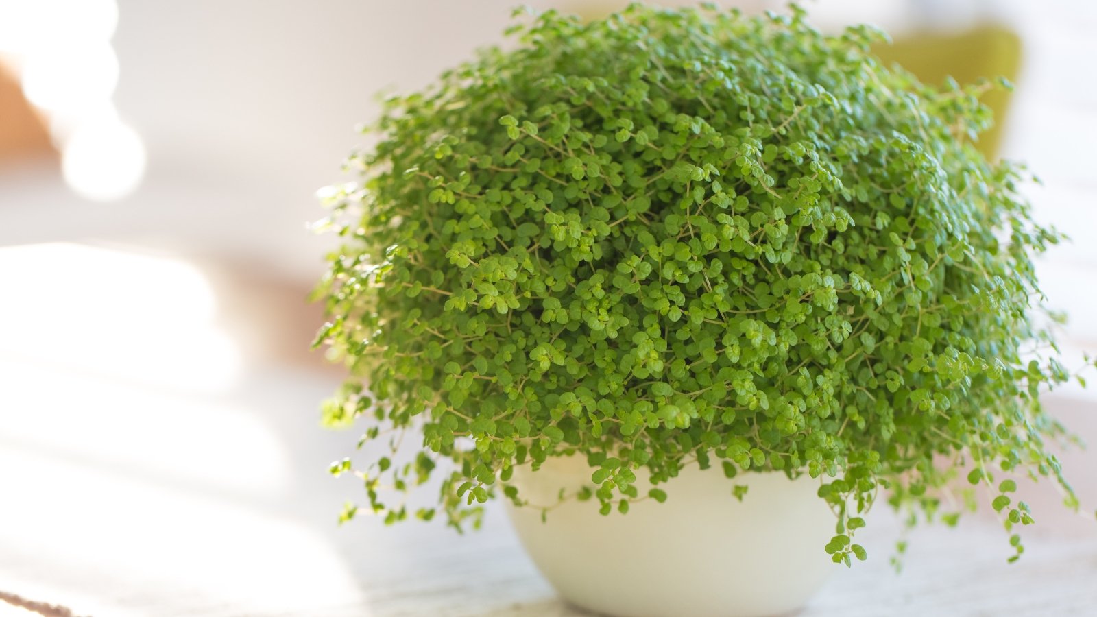 A dense, mound-shaped mass of tiny, delicate green leaves forms a soft, spherical shape in a white pot, basking in natural light.