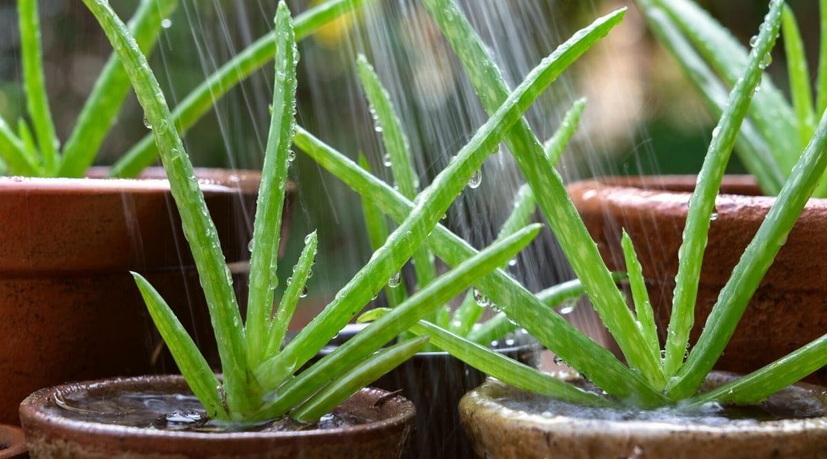 Close-up of watering potted Aloe Vera plants in the garden. Aloe vera plants are characterized by their distinctive succulent leaves that grow in rosettes. The leaves are thick and fleshy, with a lanceolate shape and serrated margins. The leaves are smooth, bright green with pale green spots throughout the surface.