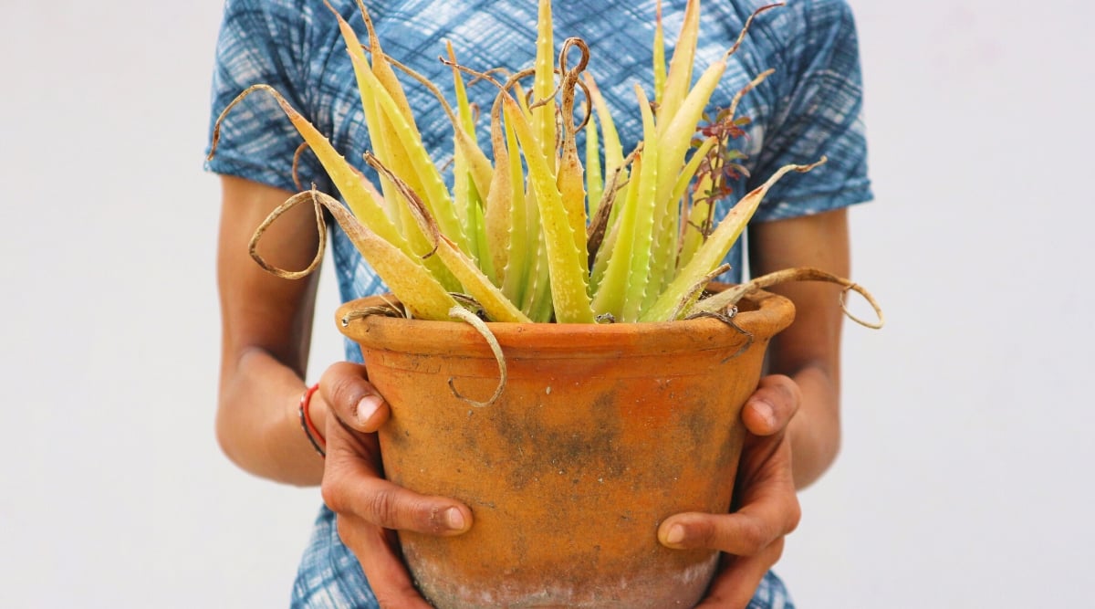 Close-up of a woman's hands holding a large clay pot with a dried, damaged Aloe Vera plant. The woman is wearing a tight blue dress. The Aloe plant produces rosettes of lance-shaped, fleshy leaves with small spines along the edges and pointed dry tips. The leaves are yellow with brown dry areas.