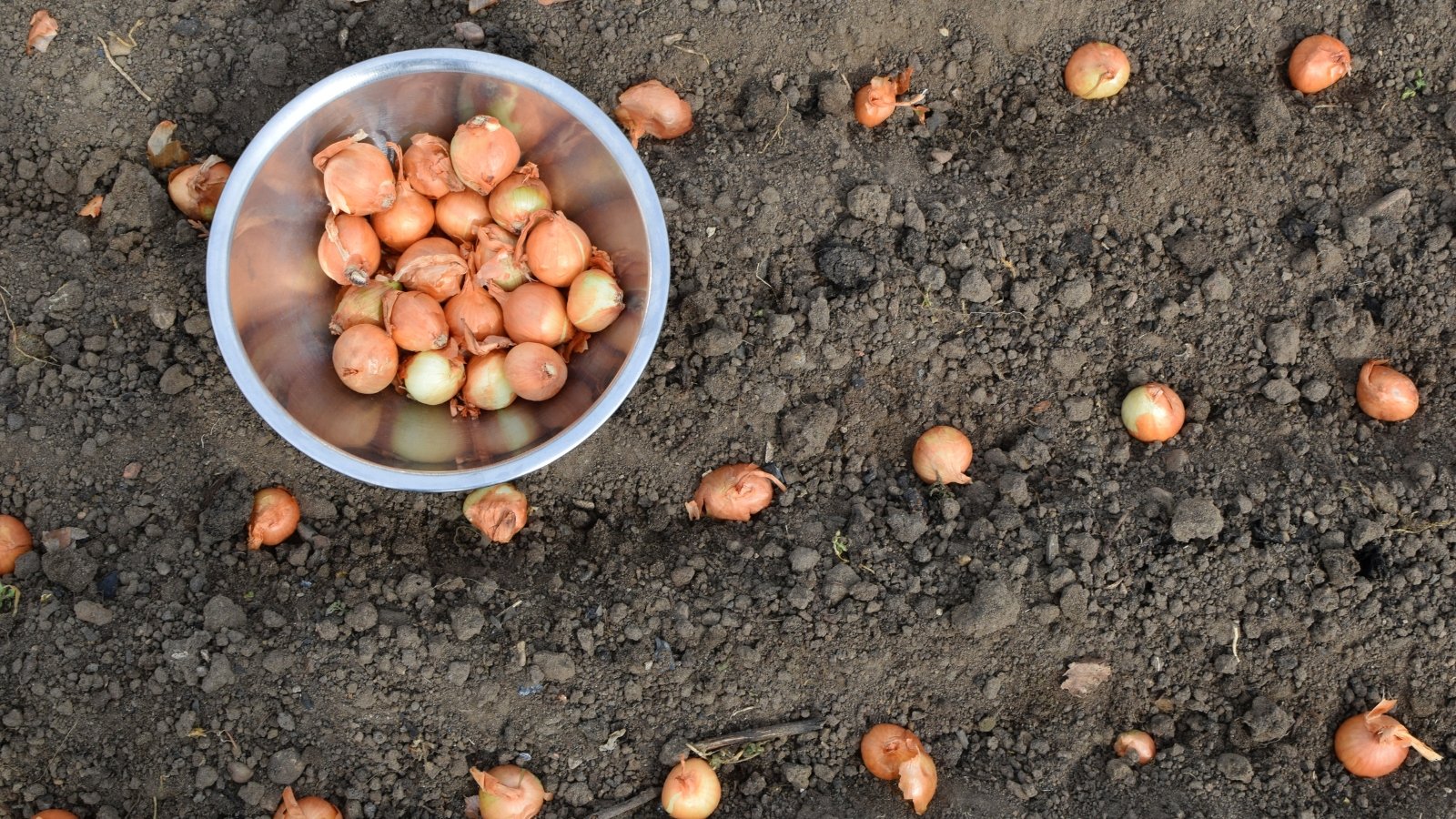 A metal bowl holds round brown seeds, some of which are arranged in neat rows on the freshly tilled, dark soil of a garden bed.