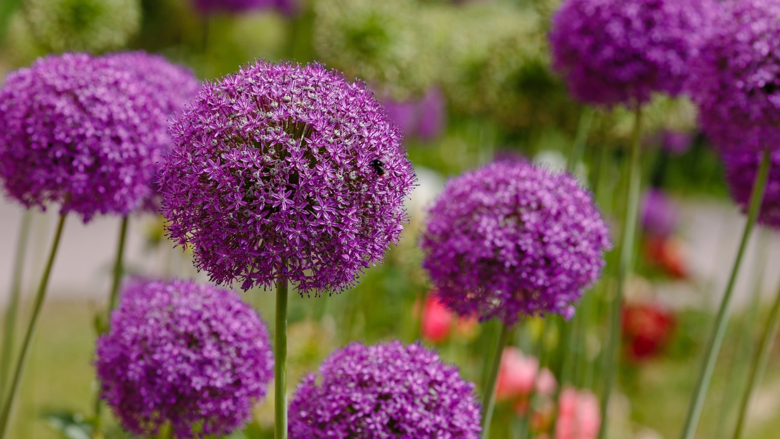 Several enormous, deep purple blooms grow in clusters on tall green stems, with their dense flower heads creating a striking display against the background.