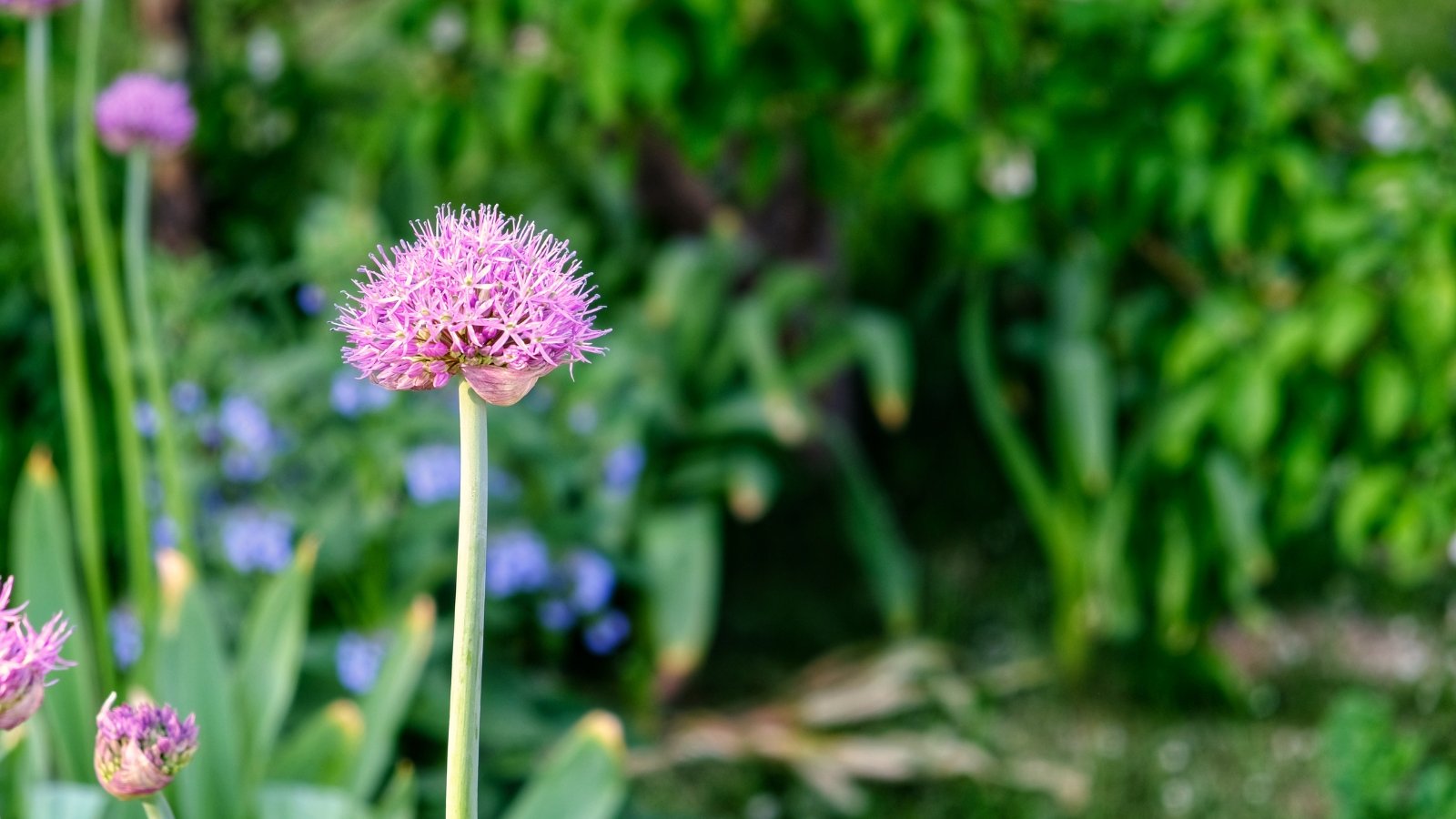 A single, pale pink globe-shaped bloom on a tall green stem stands proudly in the foreground, with a backdrop of blurred greenery and flowers.