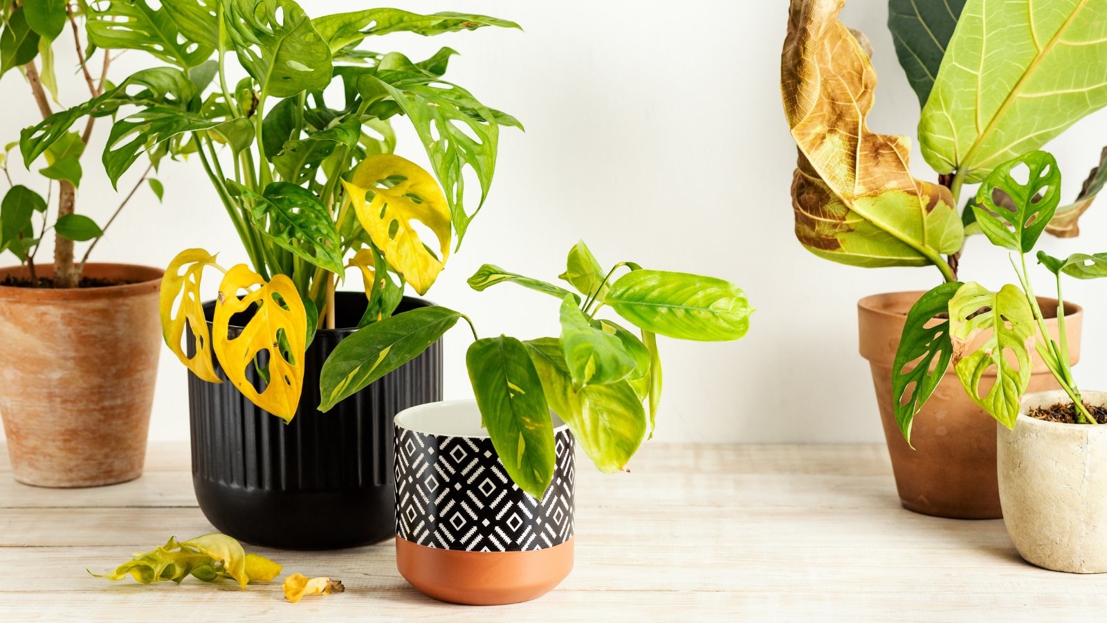 A variety of potted plants with different leaf shapes and textures are arranged on a wooden surface near a large, light-filled window, with a mustard-yellow watering can placed nearby.