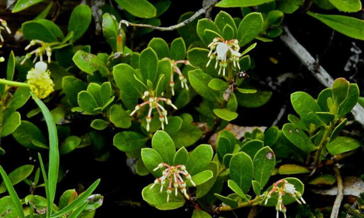 Bearberry buds forming