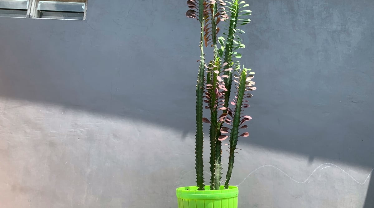 Close-up of Euphorbia trigona, commonly known as African Milk Tree, in a bright green pot against a gray wall. It is a distinctive succulent with an upright and branching growth habit. The plant features tall, segmented stems that grow vertically and resemble the form of a candelabra. The stems have distinct ridges with sharp spines along the edges and are a rich green color, developing purple highlights.