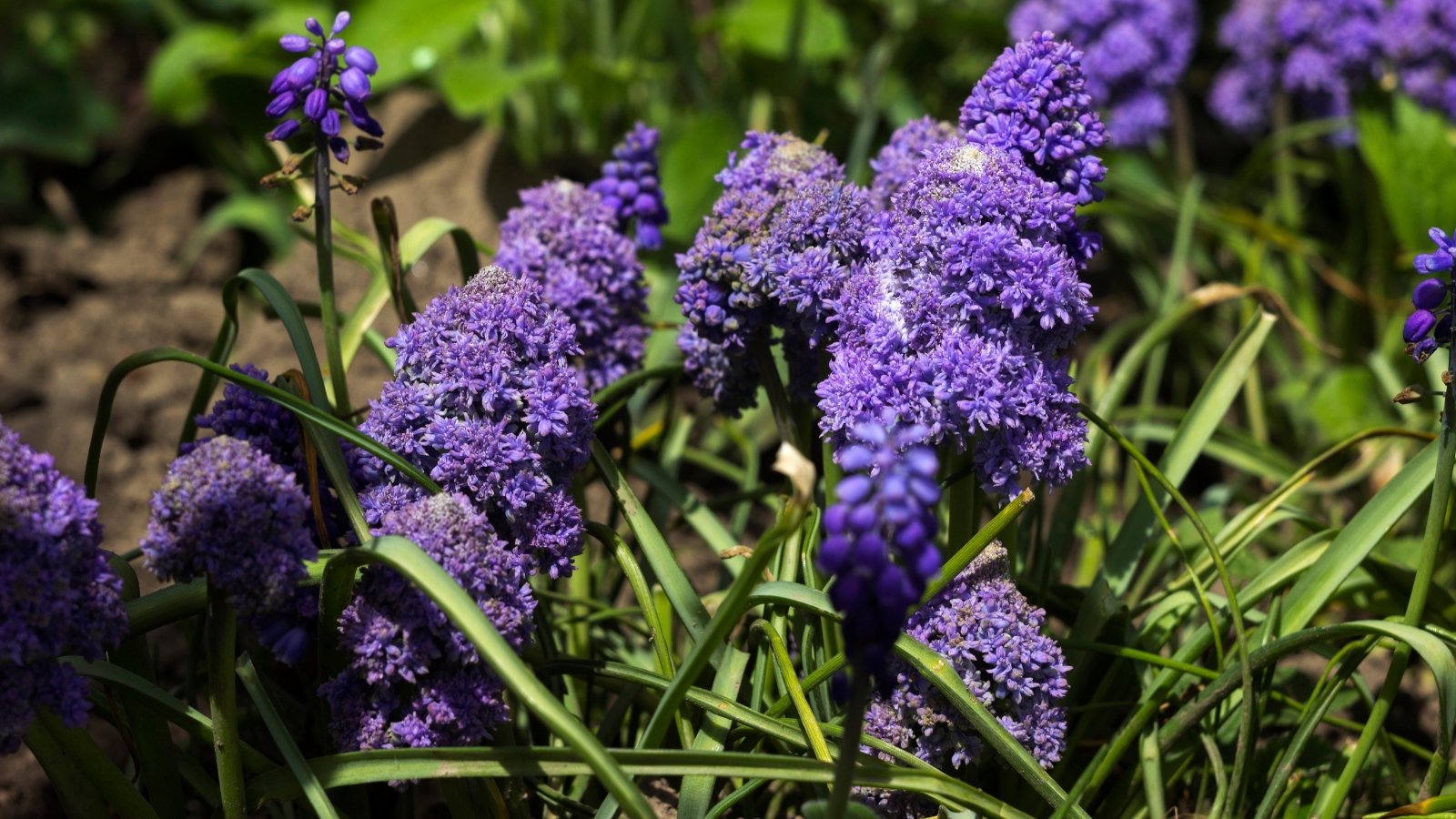 Clusters of small, bell-shaped flowers in deep blue emerge from slender green foliage, creating a charming carpet effect.