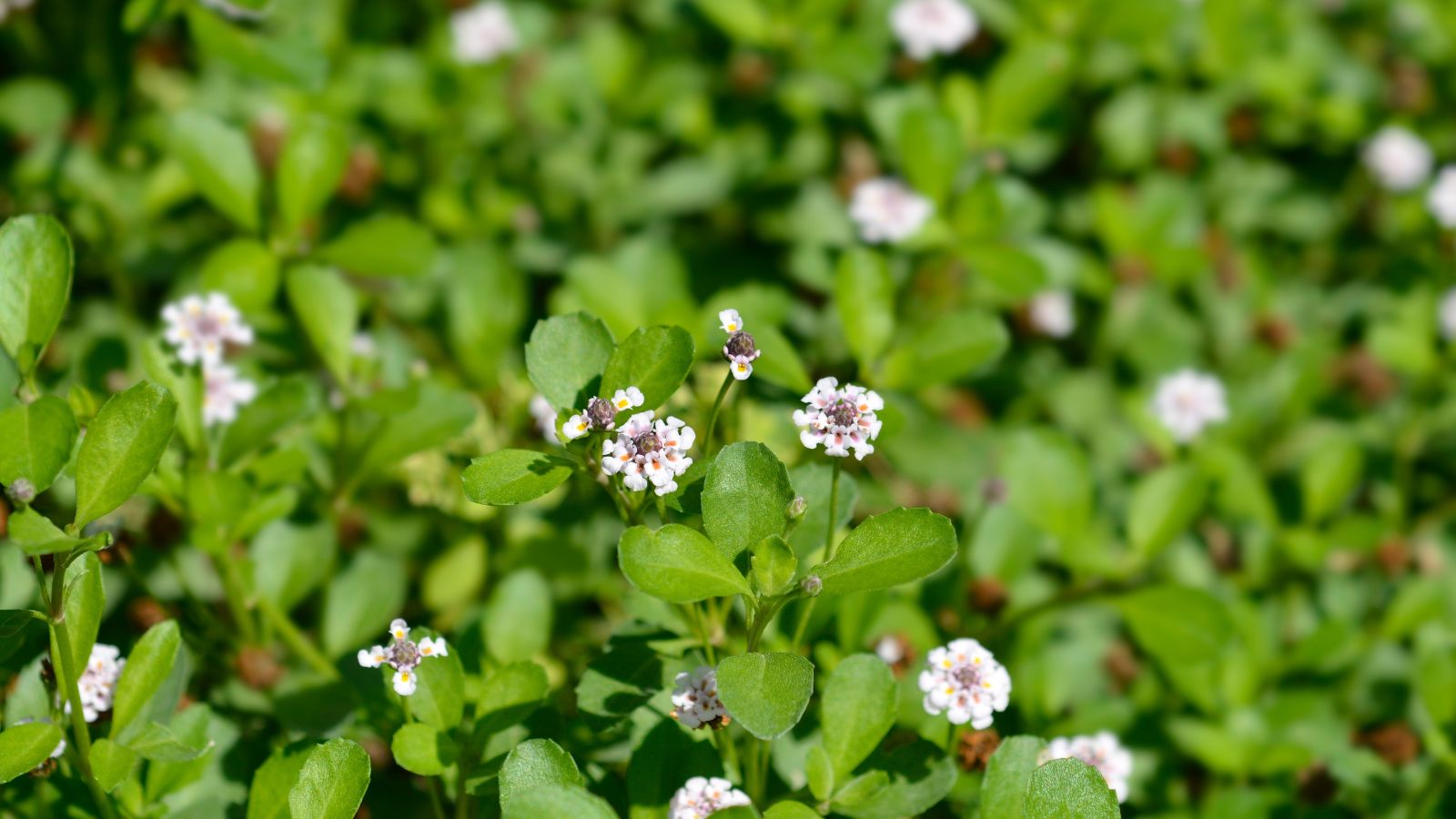 Growing Phyla nodiflora with some stems appearing to have more height, occupying an area while blooming small white flowers