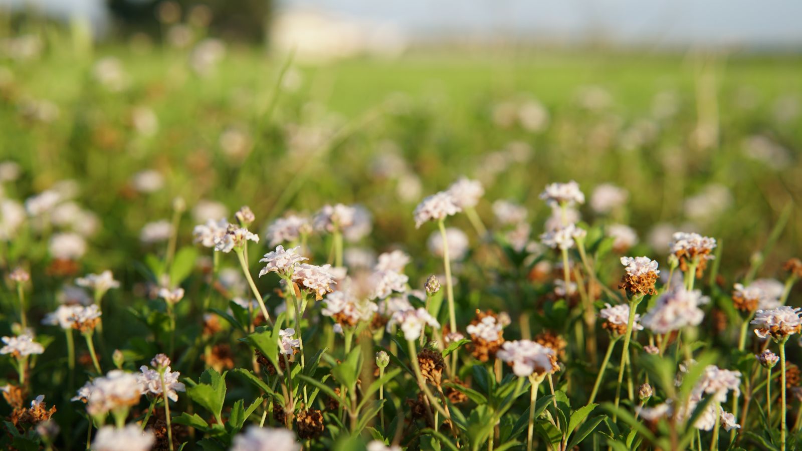 An area with countless white flowers of Phyla nodiflora, extending throughout a field, with serrated green leaves and vivid colored stems