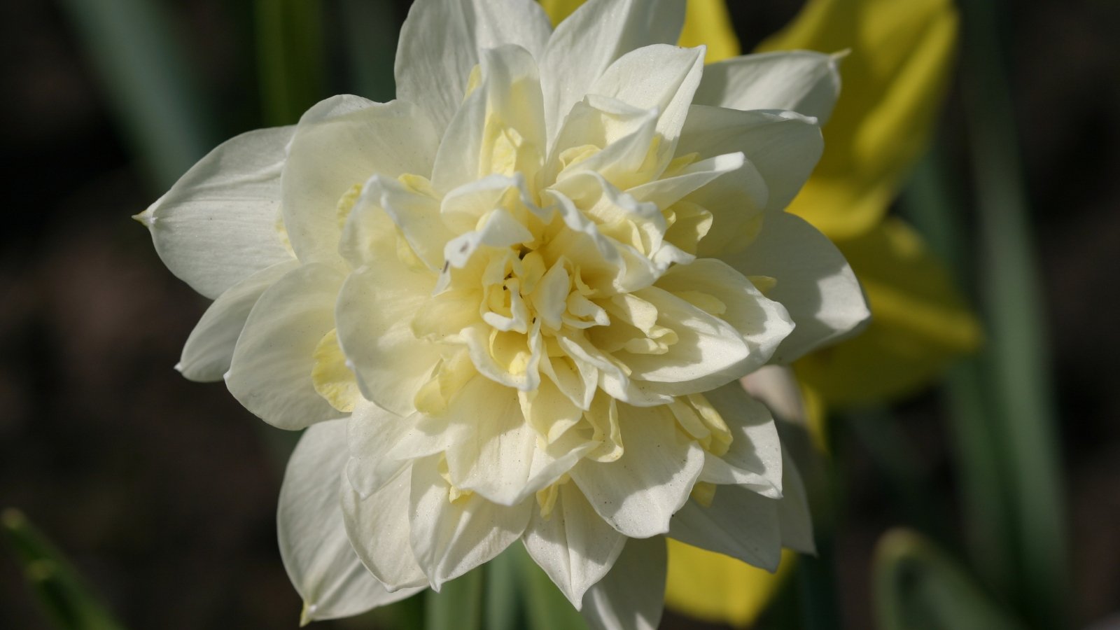 Creamy white petals with intricate, ruffled layers in the center, surrounded by upright green leaves, adding a touch of elegance and complexity to the delicate bloom.