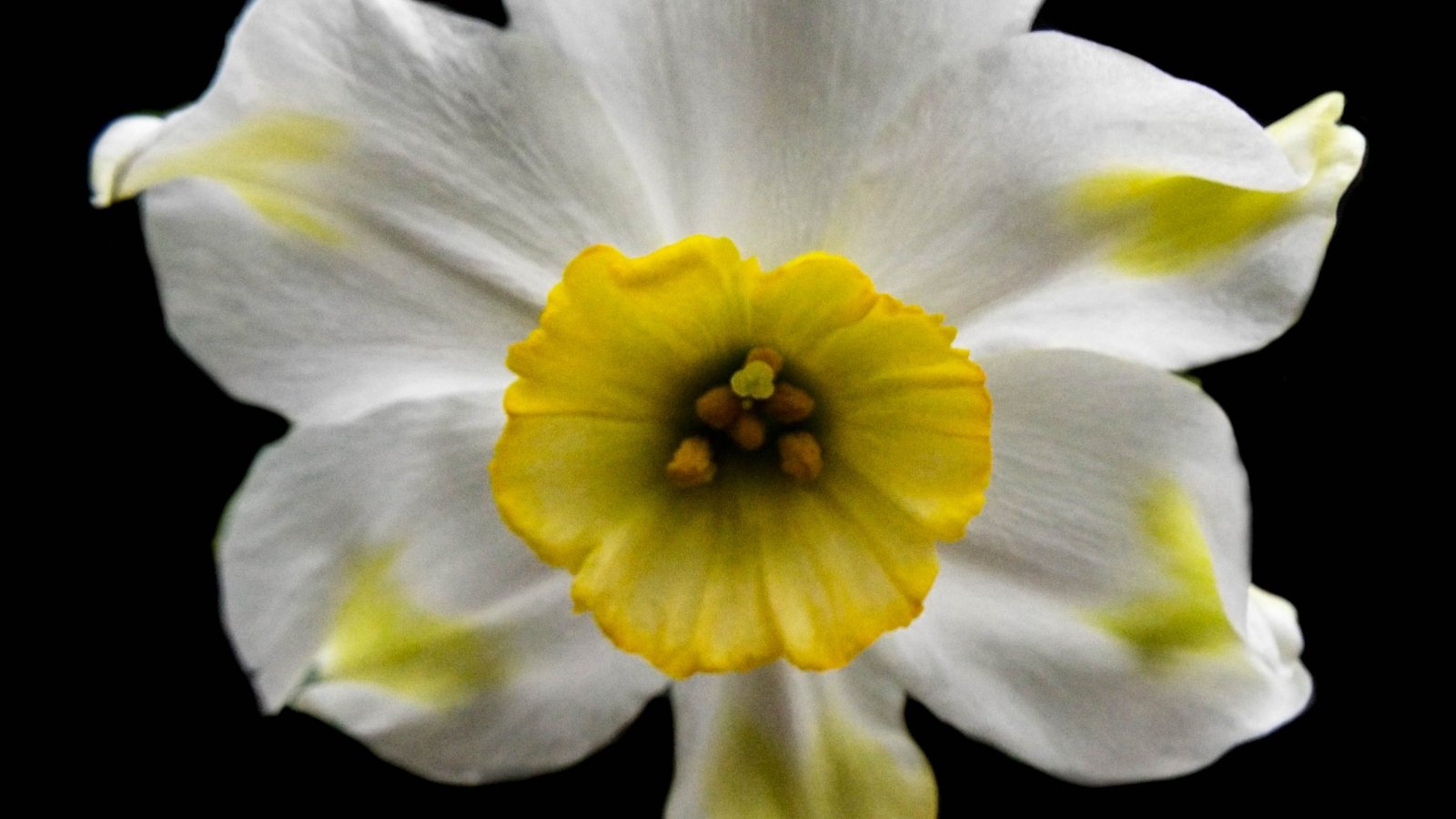 White petals with a yellow center tinged with a faint green hue, accented by narrow green leaves that frame the bloom, creating a delicate and fresh visual contrast.