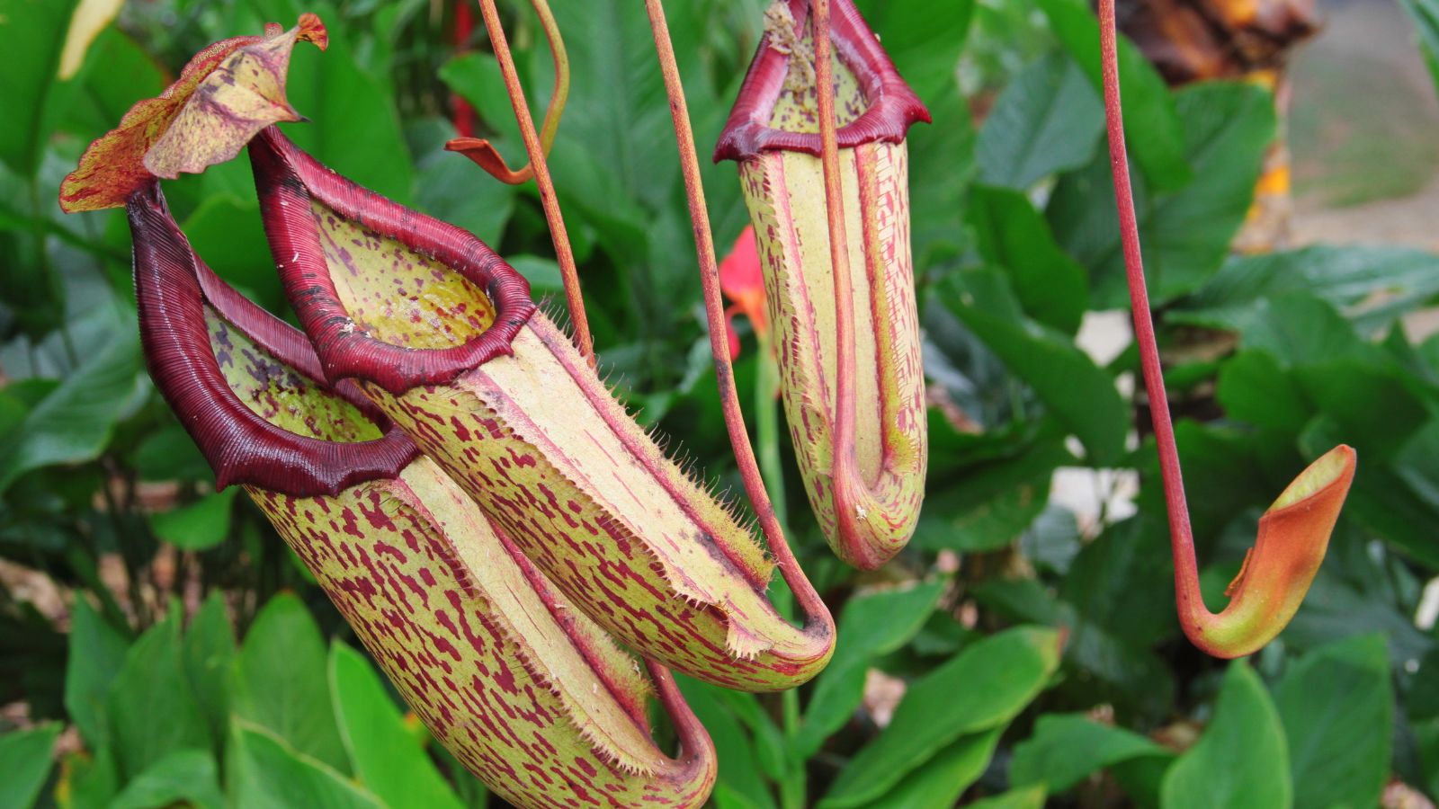 A shot of three Nepenthes spp. or the pitcher plant that showcases its unique shape, an opening on its top and an overall color of light-green with magenta spots, that is situated outdoros.