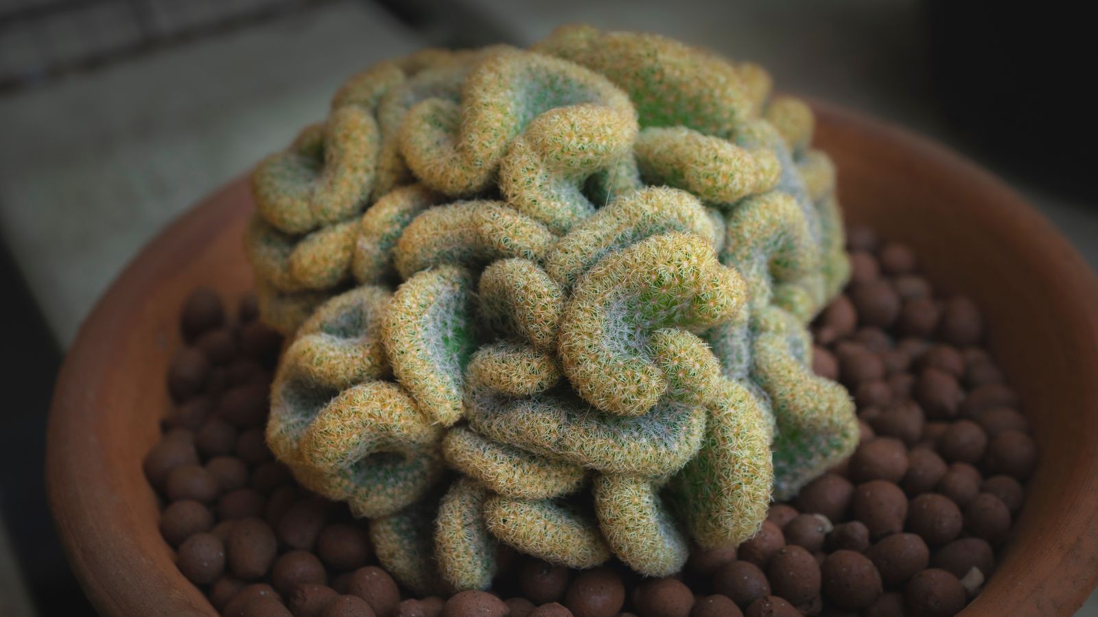 A focused shot off the Mammillaria elongata ‘Cristata’ plant in a pot, that showcases the unique brain-like shape and the pale light-green color.