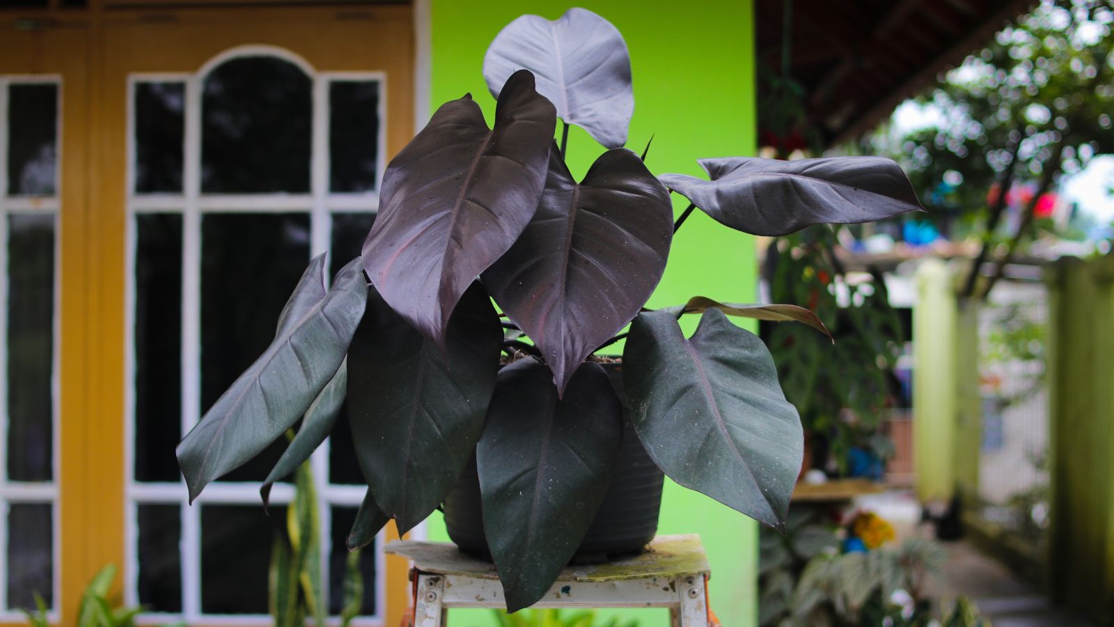 A focused shot of the Philodendron ‘Royal Queen’ plant that highlights its broad dark-purple to black leaves that is potted and is situated in an outdoor garden area.