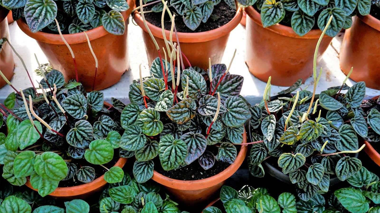 A shot of multple Peperomia caperata plants in orange pots, where the plants showcase their deep emerald colors and tendrils that are shooting upright from the pot.