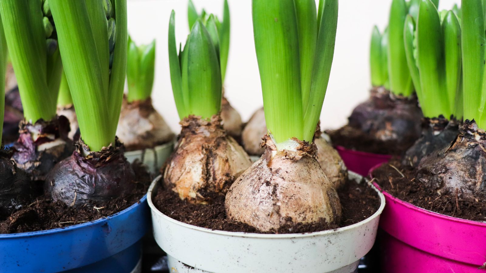 10 Bulb-Planting Errors to Stay away from this Fall