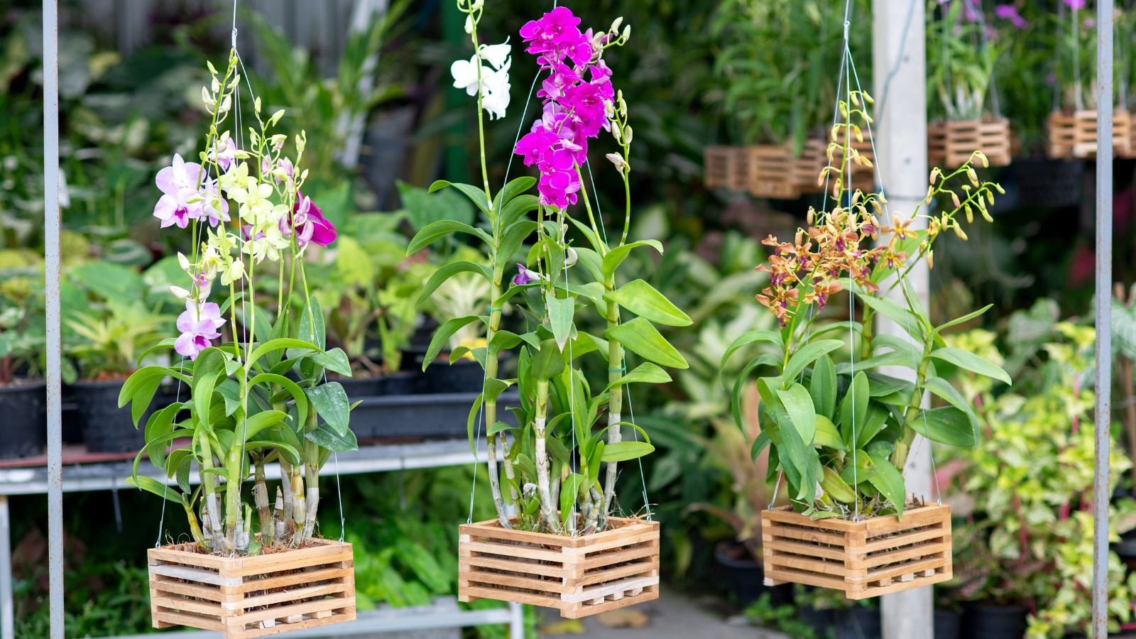 How Prolonged do Orchids Reside? 9 Recommendations for Rising Orchid Lifespan