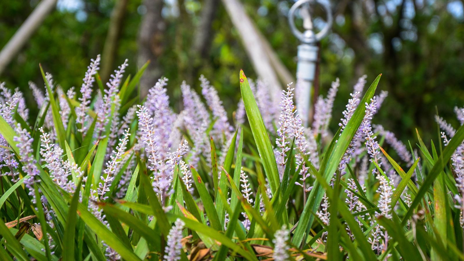 Learn to Plant, Develop, and Take care of Ophiopogon Japonicus