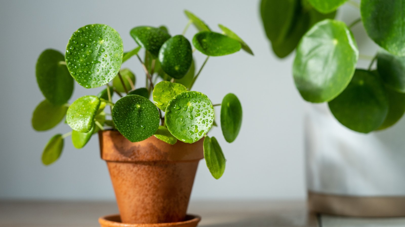 21 Forgiving Houseplants Which is likely to be Simple to Preserve Alive