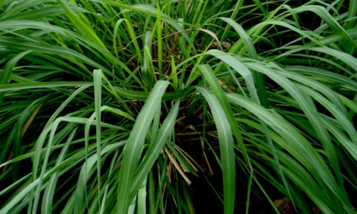 Citronella Plant Pointers: Fragrant Associates