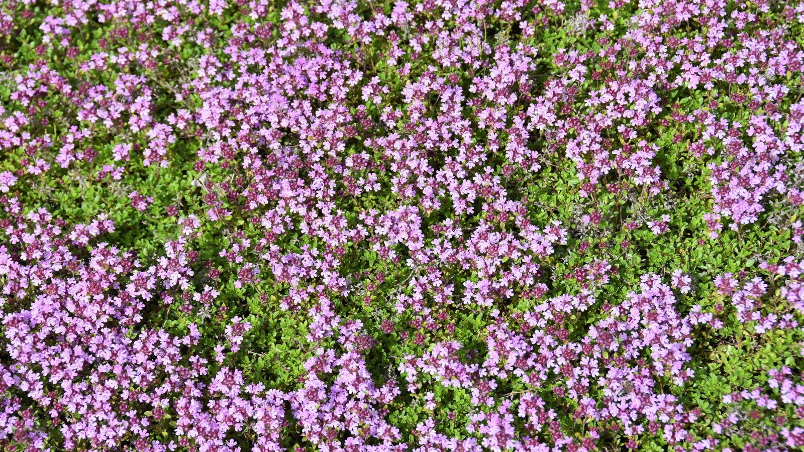 The suitable technique to Plant, Develop, and Take care of Creeping Thyme