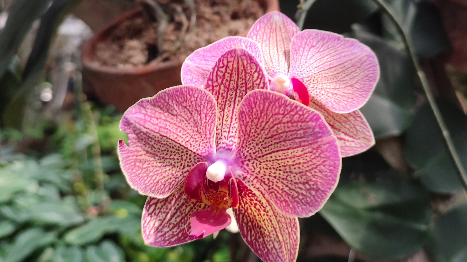 Large, vibrant pink petals with intricate veining and a central purple heart, emerging from a leafy backdrop.