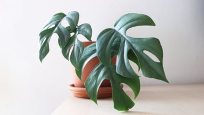 A close-up shot of a potted houseplant placed on top of a wooden surface with a white background