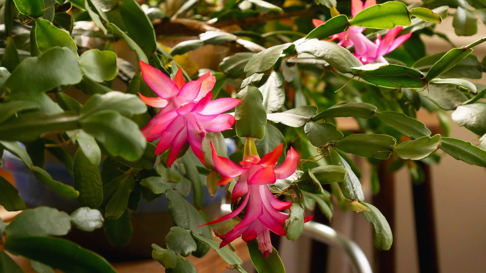 Long, arching stems of the Christmas cactus hold smooth, scalloped green segments adorned with clusters of vibrant pink blooms.
