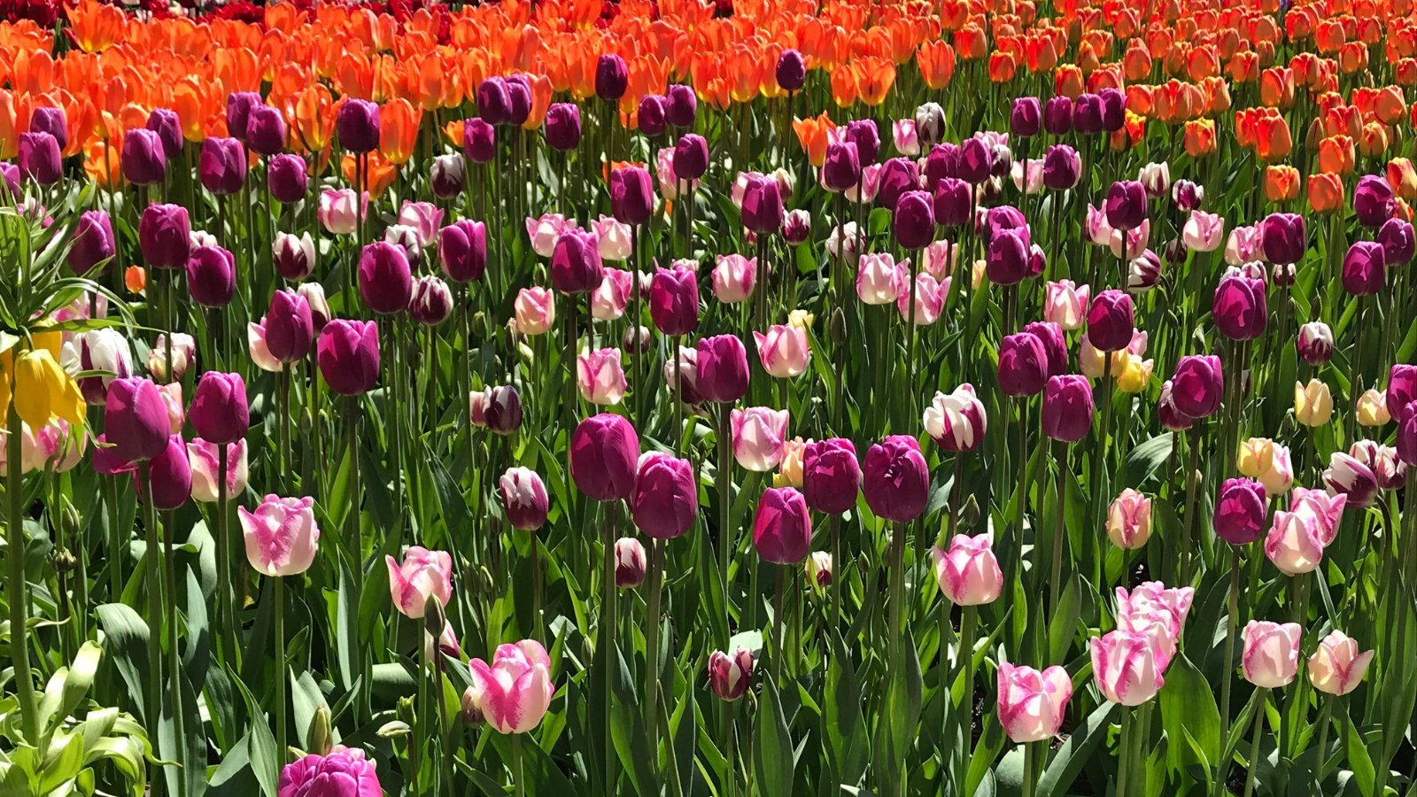 23 Showstopping Tulip Varieties You Seemingly Haven’t Tried