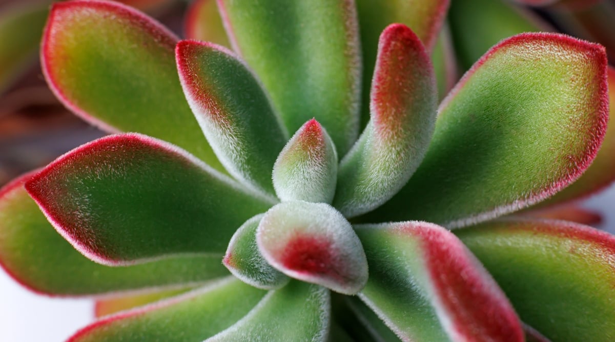 A close-up of an Echeveria pulvinata succulent reveals its otherworldly beauty. Fine, almost-invisible hairs like spun glass blanket its plump leaves, creating a fuzzy halo around each ruby-red tip. The rest of the leaf shimmers in cool, dusty green, like a gemstone catching the desert sun.