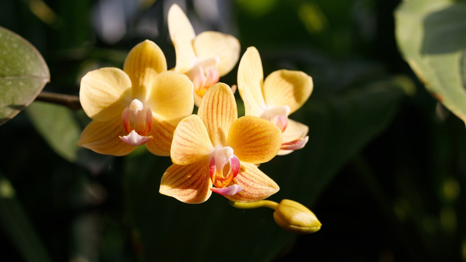 How Usually Do Orchids Bloom? When to Anticipate Flowers