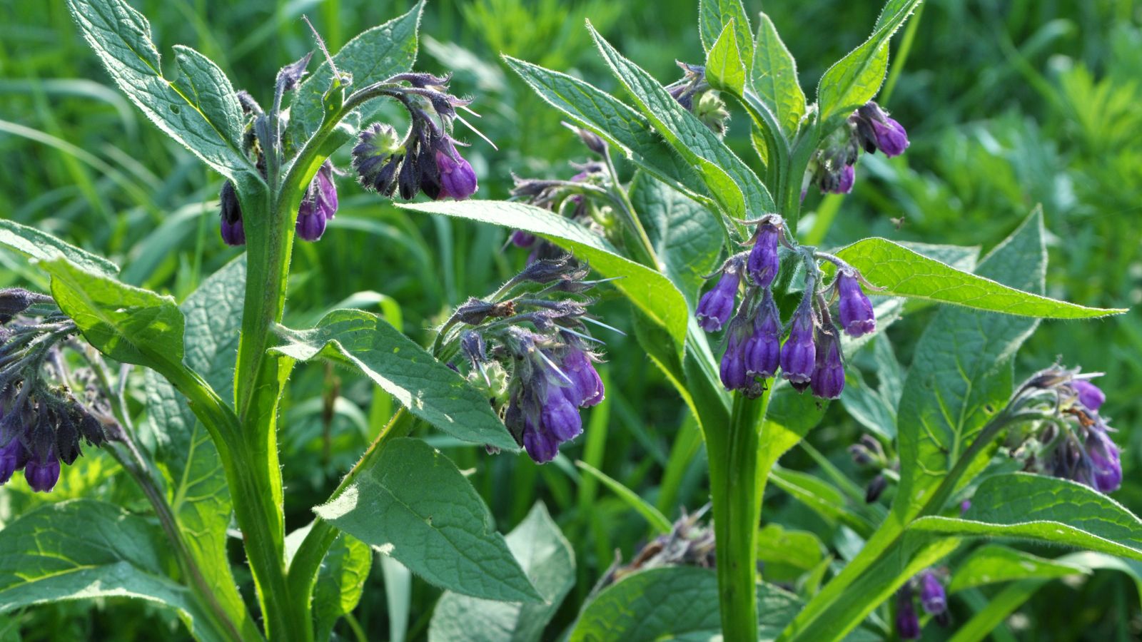 The best way to Plant, Develop, and Take care of Comfrey