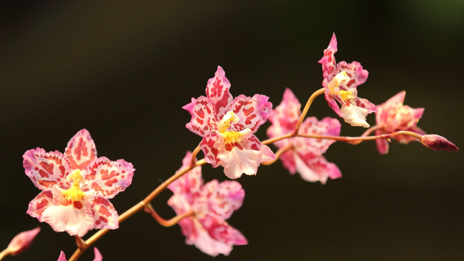 11 Easy Orchids That Are Virtually Not attainable to Kill