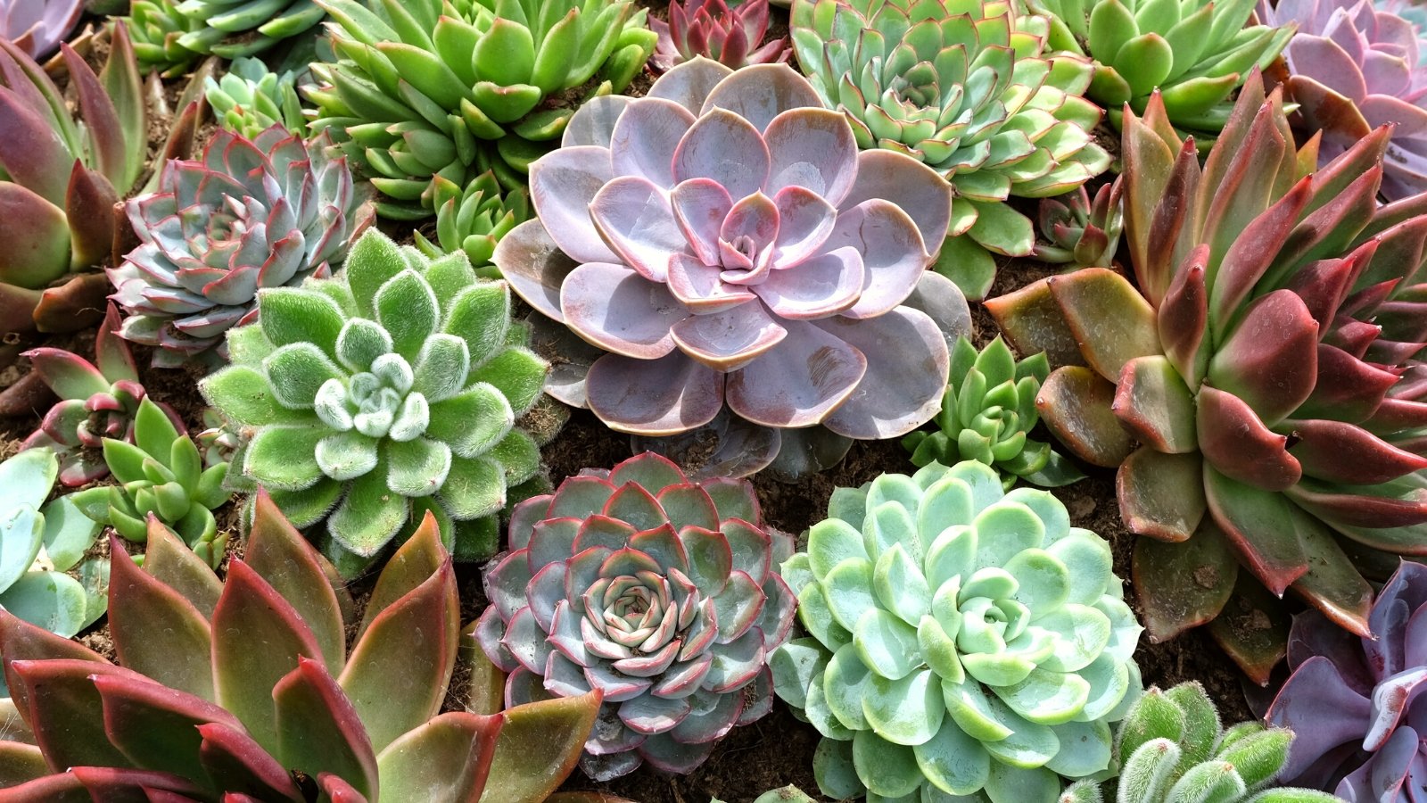 29 Echeveria Varieties for Your Succulent Yard