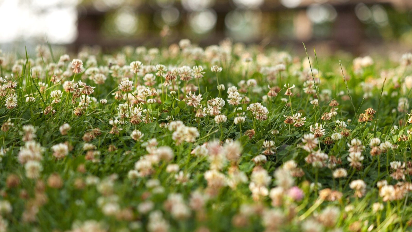 Are Ground Cowl Lawns Increased Than Grass?