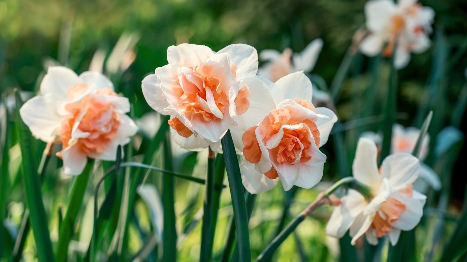 15 Daffodil Varieties With Additional Big Blooms