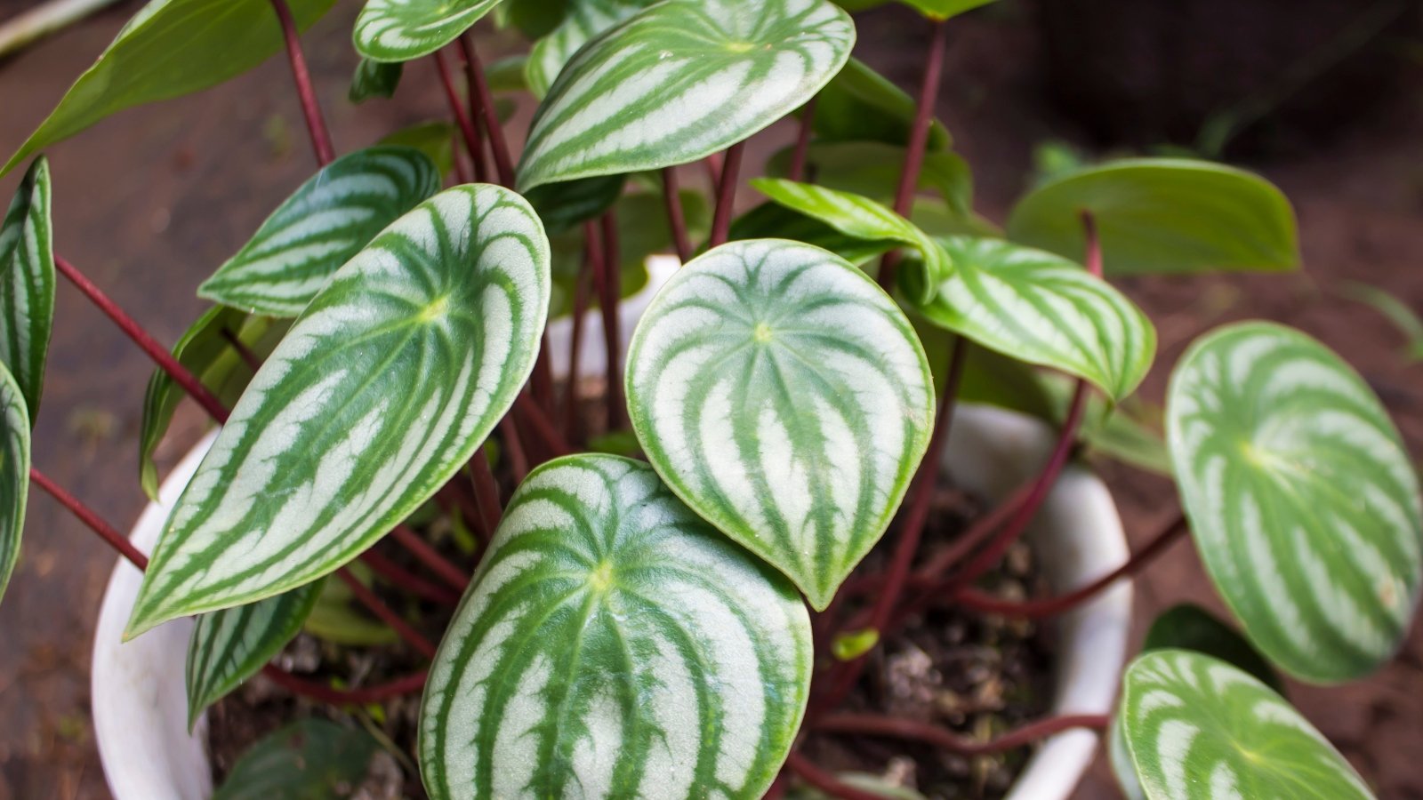 21 Little one-Nice Houseplants for Your Budding Plant Fanatic