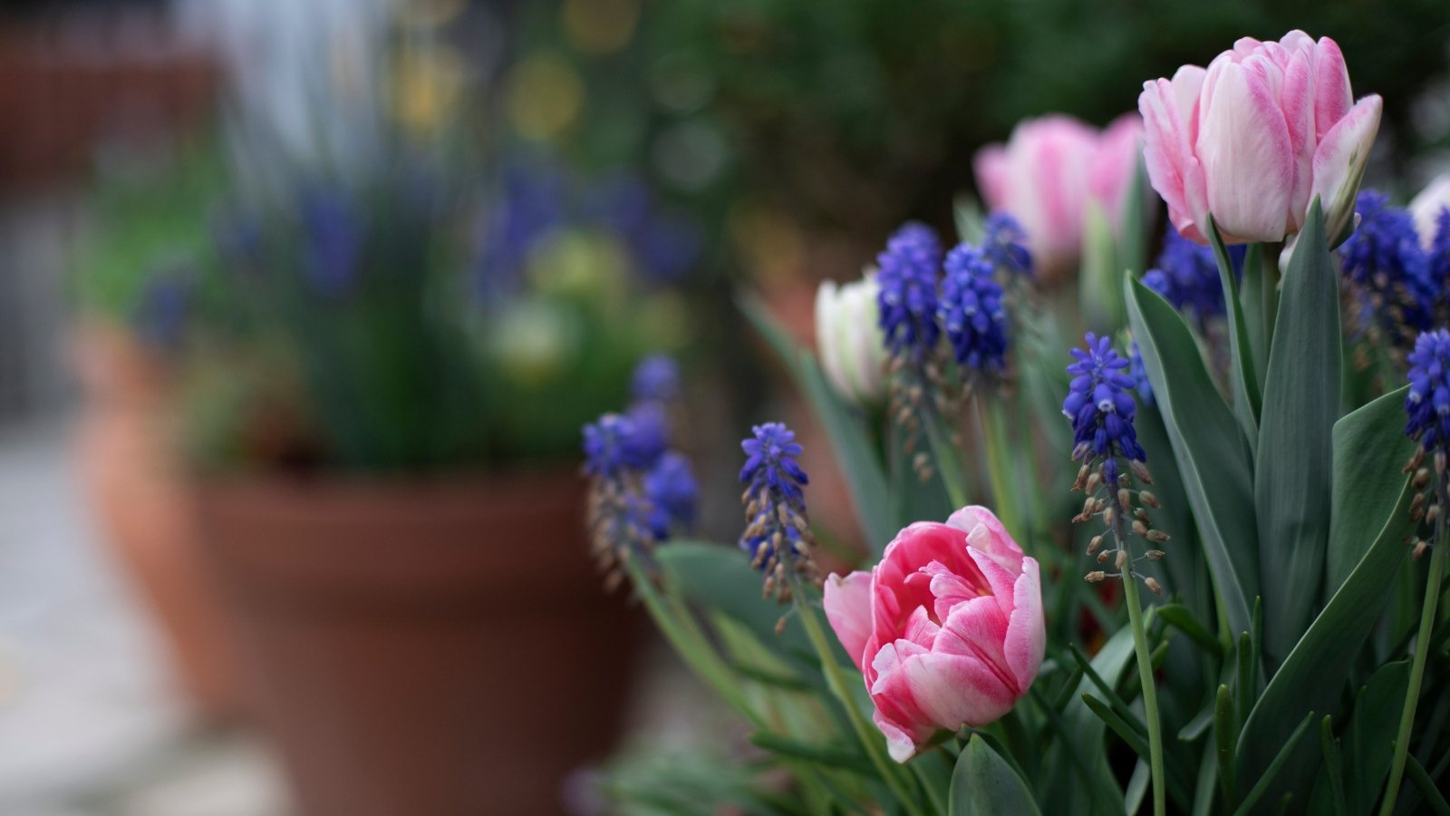 11 Beautiful Potted Bulb Design Ideas You Can Plant In November