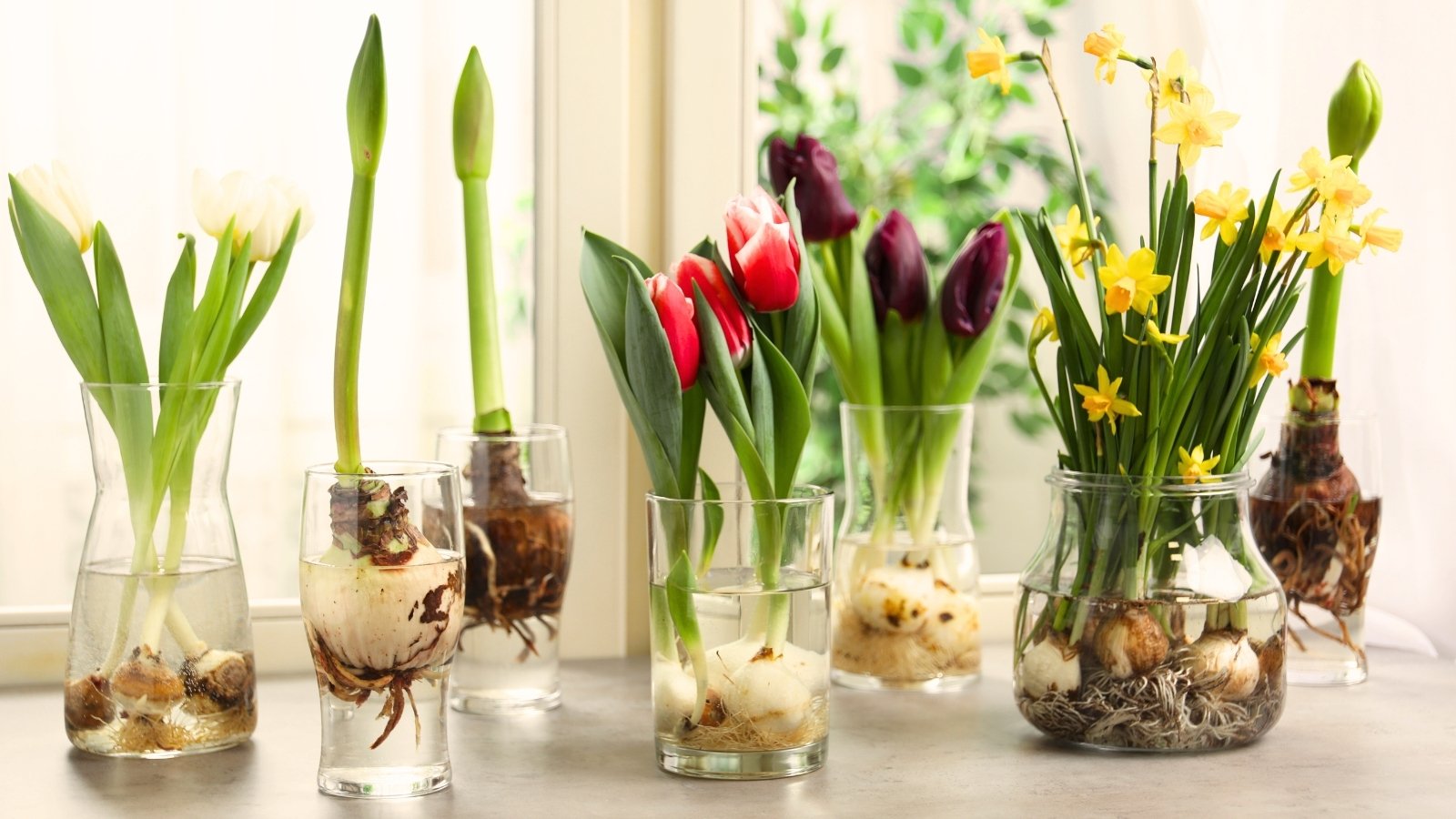 Plant These 13 Flowering Bulbs Now For Trip Reveals