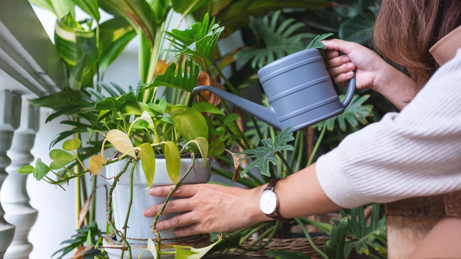 When and How Lots to In the reduction of Houseplant Watering For the Off Season